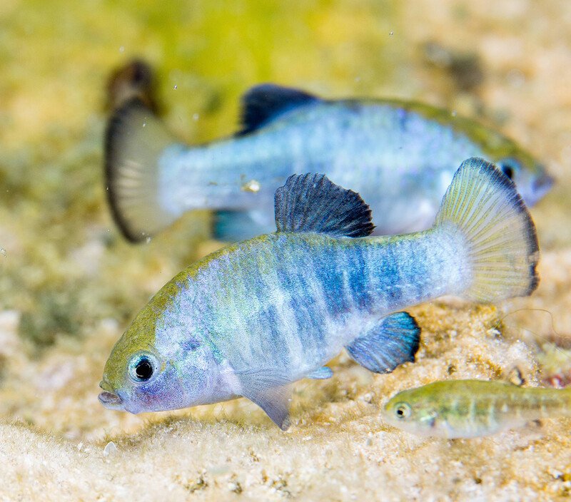 RSAsh Meadows Amargosa Pupfish FWS-scr