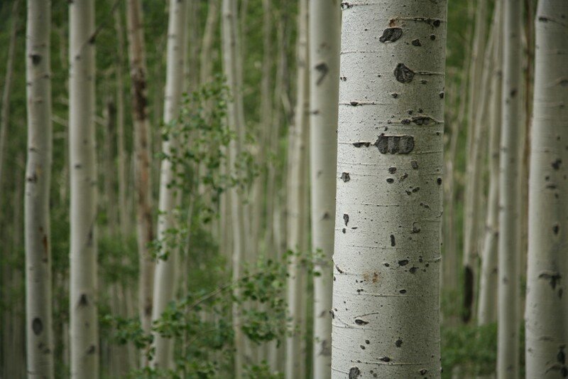 RSAspen-Ashley-National-Forest-Jason-Christensen-scr
