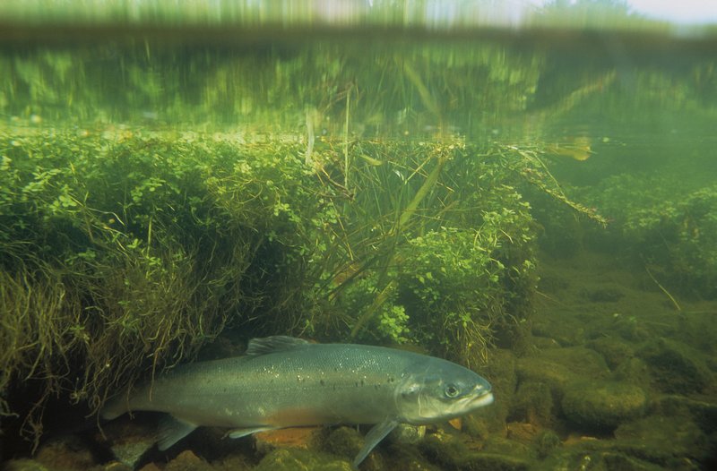 RSAtlanticSalmon_WilliamHartley_USFWS_2_FPWC_HIGHRES-lpr