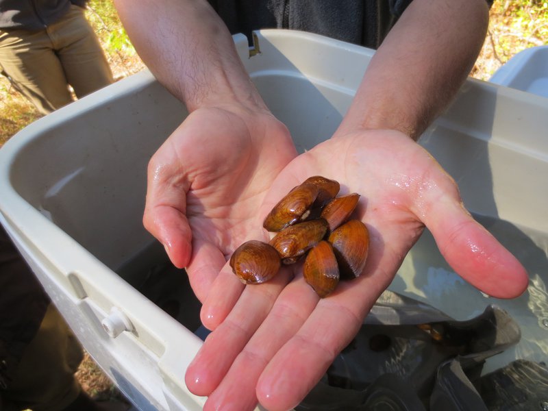 RSAtlantic Pigtoe Sarah McRae USFWS.JPG