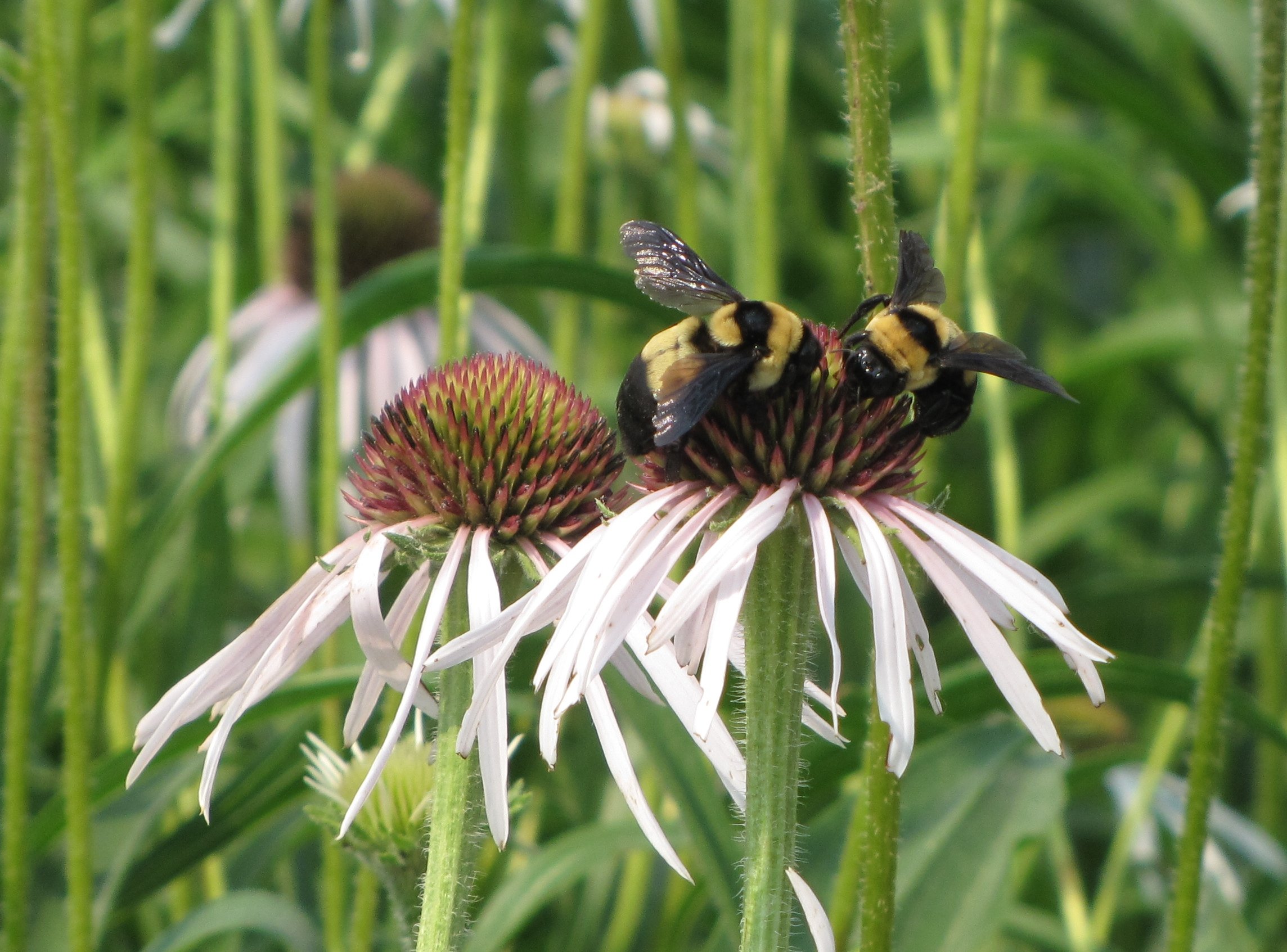 Endangered Species Act Protection Sought for Southern Plains Bumblebee - Vimarsana News