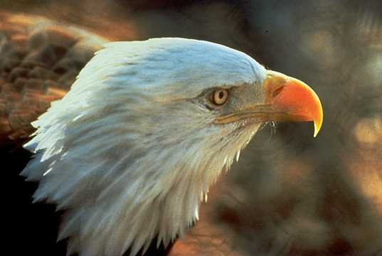 RSBaldEagle_LeeEmery_USFWS_FPWC