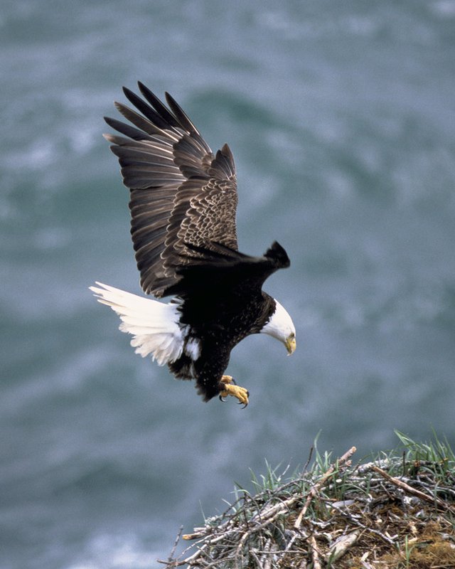 RSBaldEagle_USFWS_1_FPWC-scr.jpg