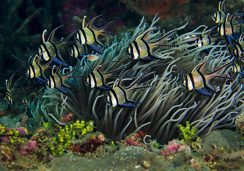 Banggai cardinalfish photo by Jim Greenfield at FPWC