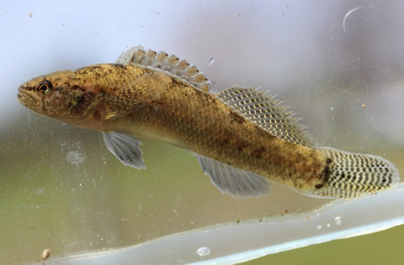 RSBarrens_Darter_2_Bernie_Kuhajda_TACI_FPWC