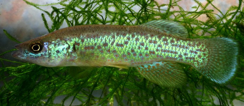 RSBarrens_topminnow_J_R_Shute_Conservation_Fisheries_Inc_FPWC(1)