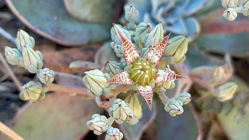 Bartram's stonecrop