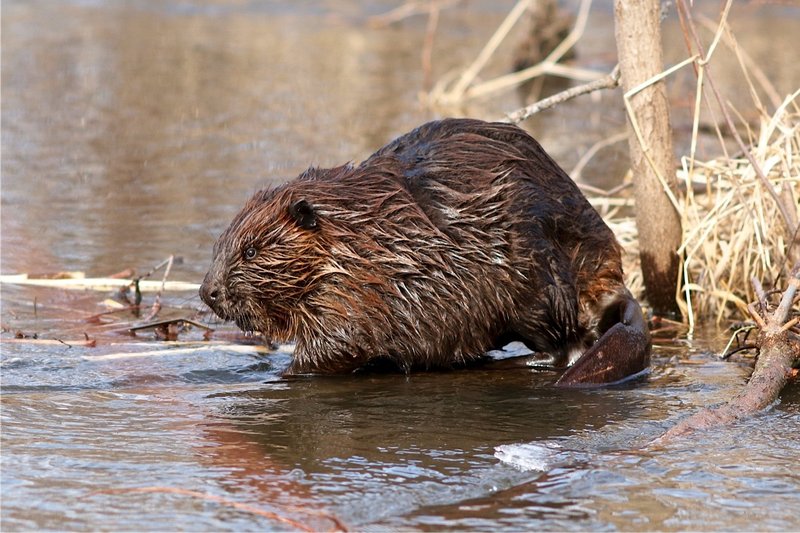 RSBeaver_Larry_Palmer_USFWS_FPWC