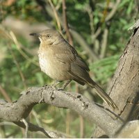 RSBendires-thrasher-Jeff-Miller-Center-FPWC (1)