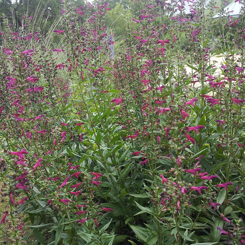 RSBig_Red_Sage_Salvia_Penstemonoides_City_of_Austin_FPWC
