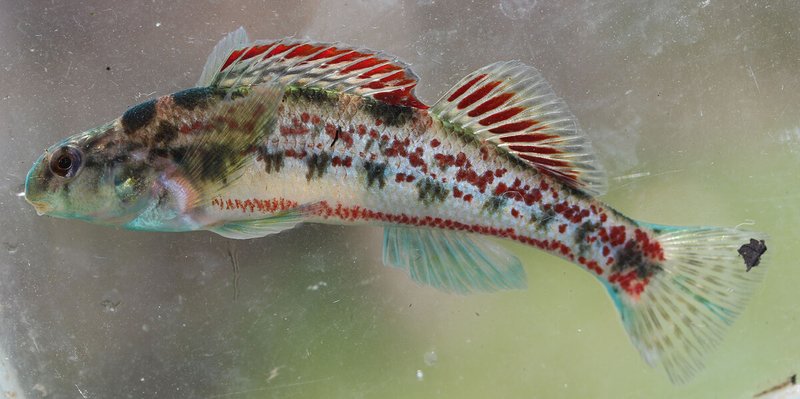 RSBirmingham-Darter-Bernie-Kuhajda_dg1