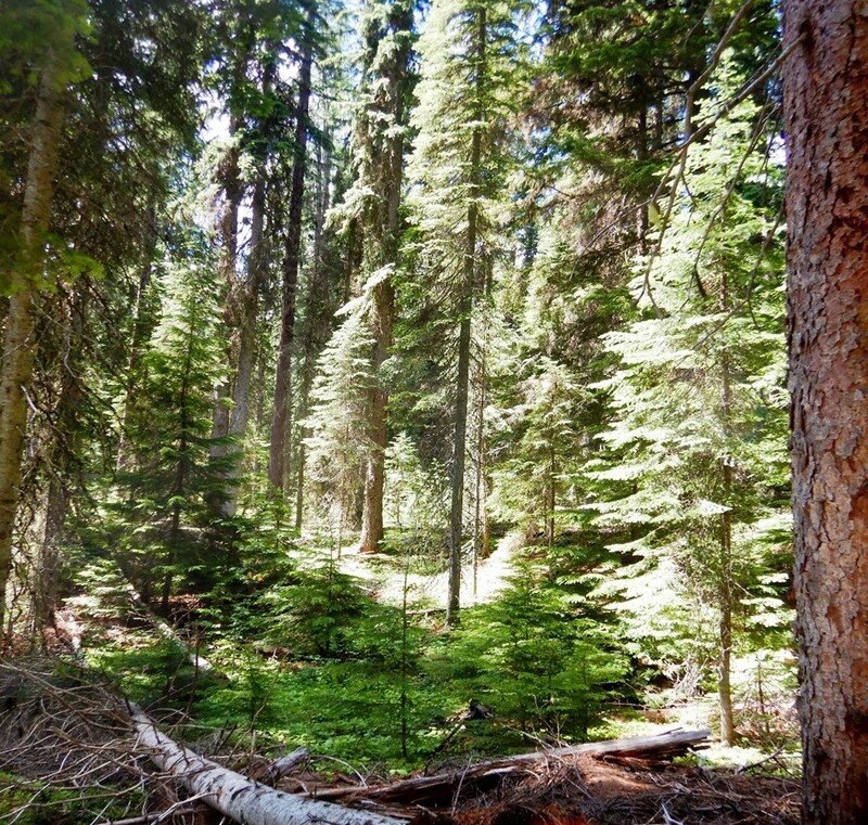 Lawsuit Seeks to Protect Crucial Grizzly Habitat in Montana's Oldest Forests - Center for Biological Diversity - Vimarsana News