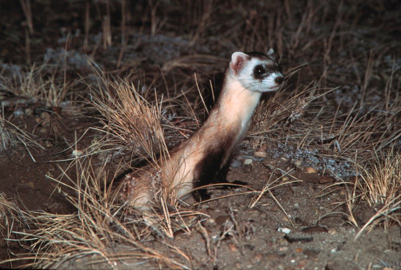 RSBlackFootedFerret_DeanBiggins_USGS_FPWC-hpr.jpg