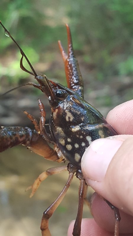 RSBlack_creek_crayfish_U.S._Army_FPWC