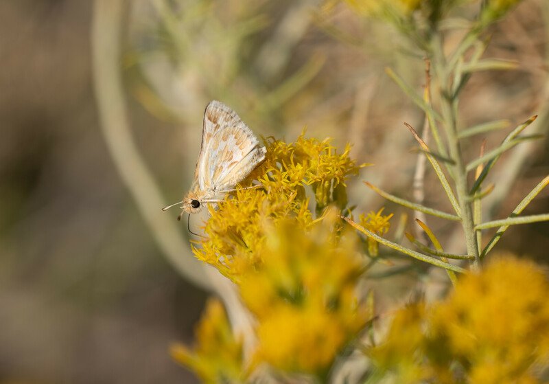 Bleached sandhill skipper