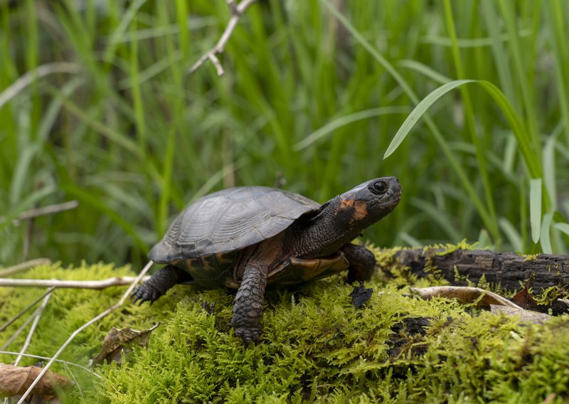 RSBog_turtle_Glyptemys_muhlenbergii_by_Nathanael_Stanek_Turtle_Conservancy_FPWC_Media_use_ok-lpr.jpg