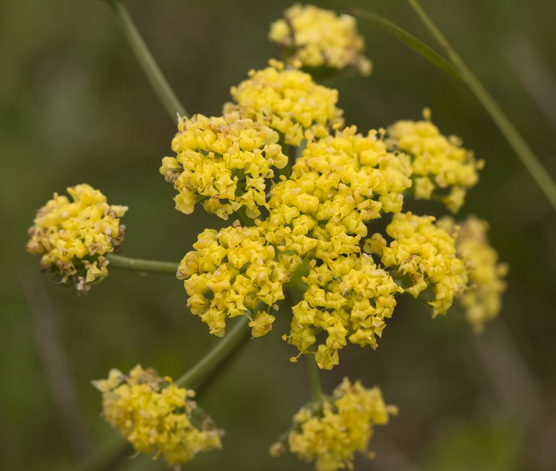 RSBradshaws_ lomatium _Lomatium_bradshawii_Peter_Pearsall_USFWS
