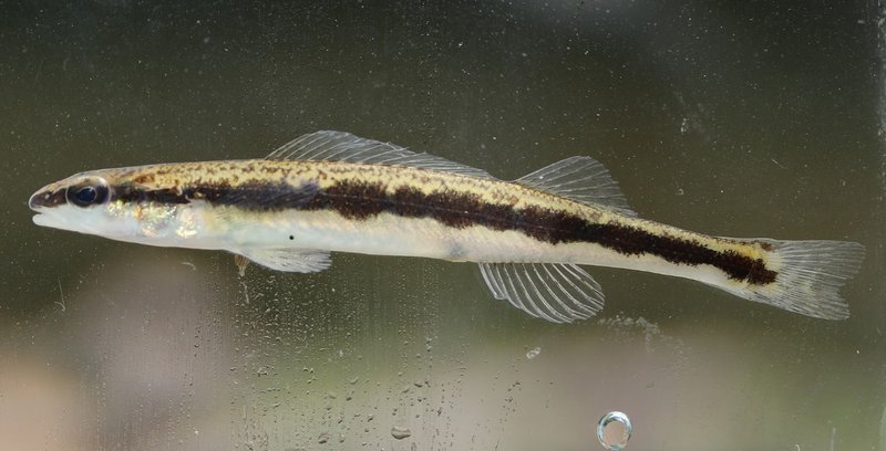 RSBridled darter_Bernie Kuhajda-Tennessee Aquarium Conservation Institute(1)