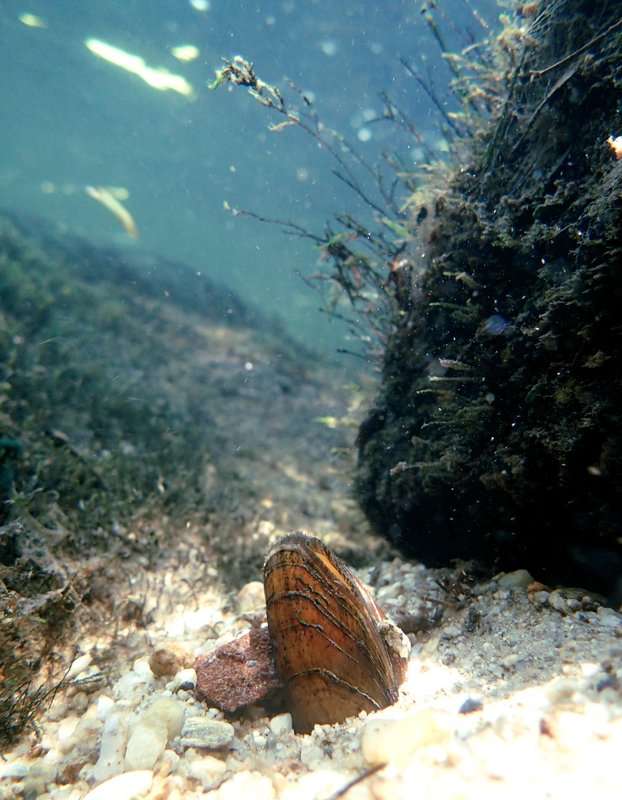 RSBrook Floater