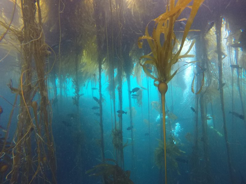 RSBull-Kelp-Steve-Lonhart-NOAA-MBNMS-FPWC