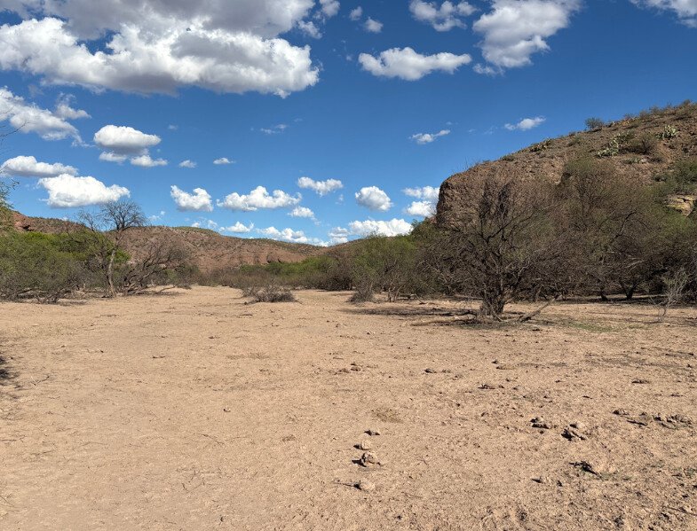 Yellow-billed cuckoo critical habitat