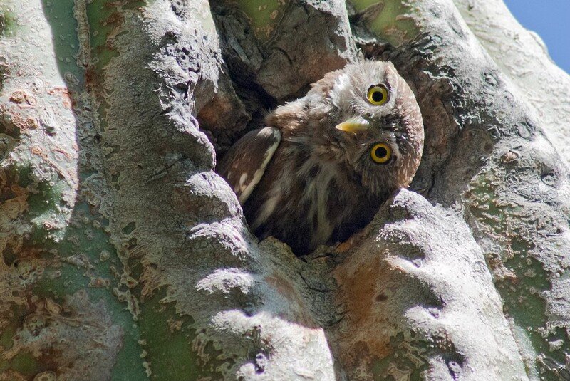 Cactus ferruginous owl