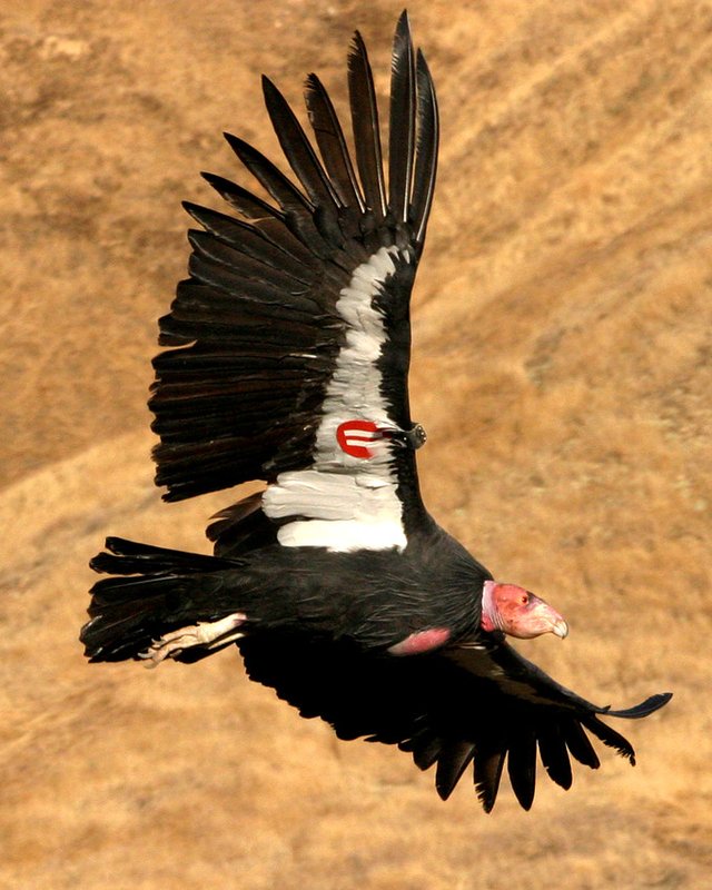 RSCalifornia_condor_USFWS_FPWC-scr