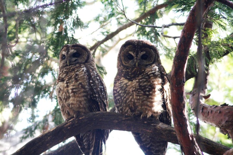 RSCalifornia_spotted_owl_Brett_Hartl_Center_FPWC
