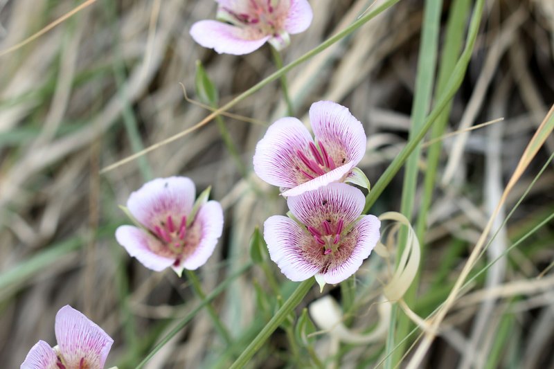 RSCalochortus-striatus-Naomi-Fraga-CBG-FPWC_lpr