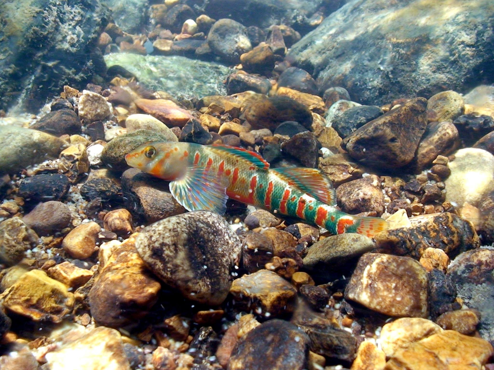 Lawsuit Seeks to Protect Candy Darter From West Virginia Coal Hauling - Vimarsana News