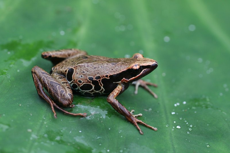 RSCardioglossa_melanogaster_David_Blackburn_FPWC