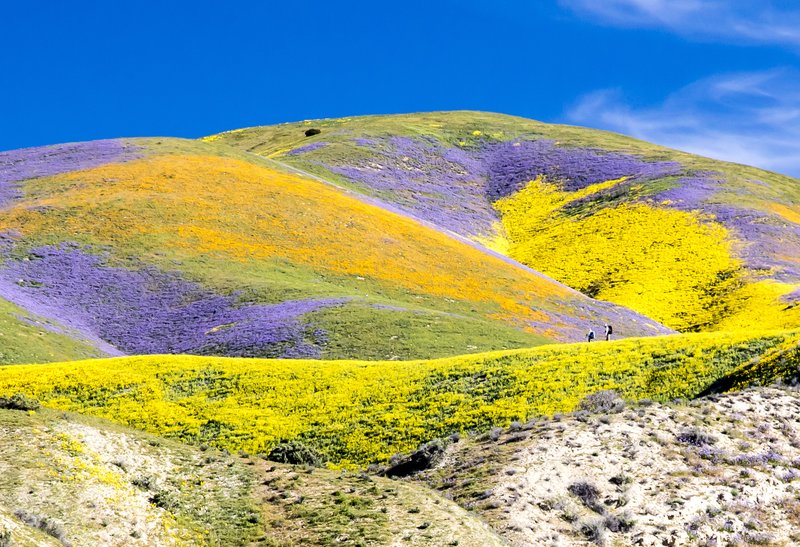 RSCarrizo_Plain_National_Monument_Bob_Wick_BLM_FPWC