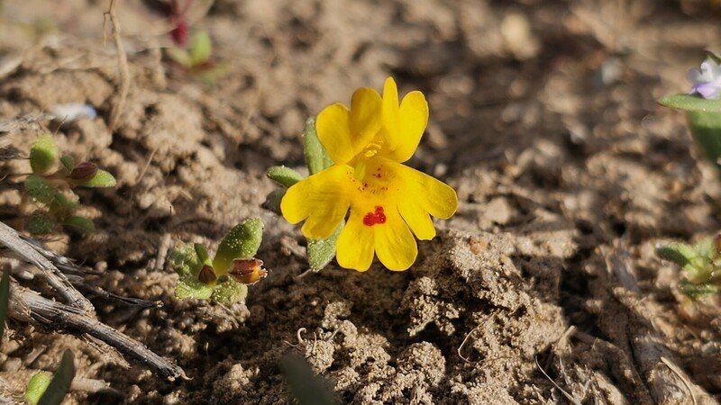 Carson Valley monkeyflower