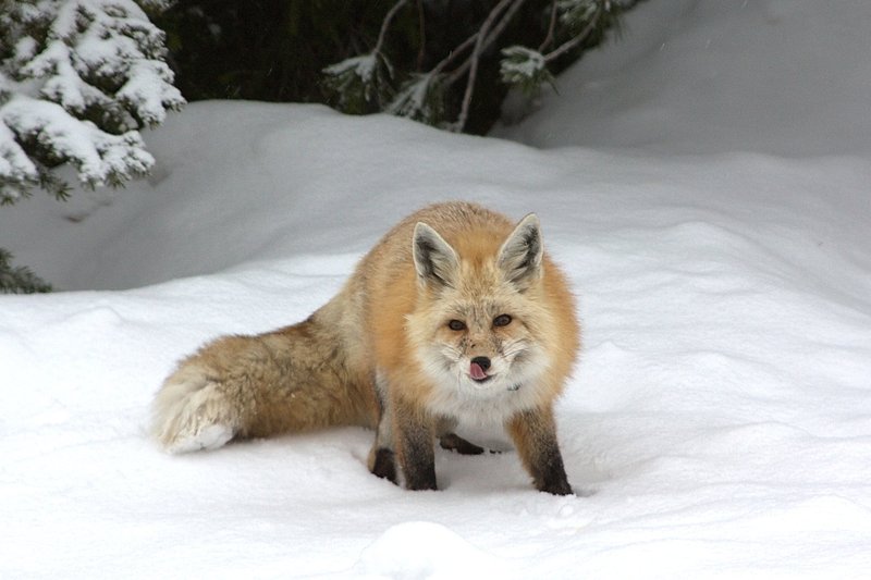 RSCascade-red-fox-NPS-FPWC