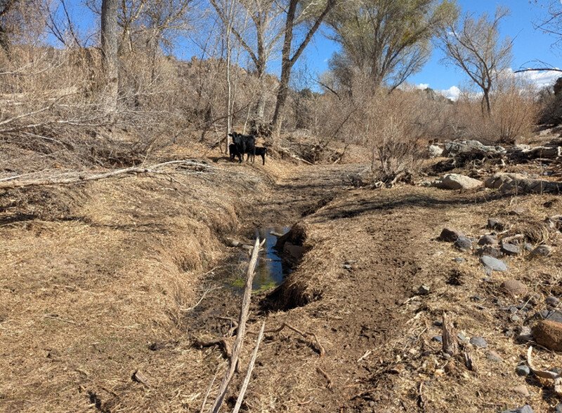 Cows in Agua Fria riparian habitat