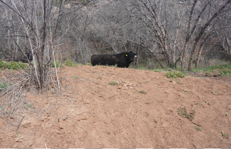 Cow on banks of upper Verde River