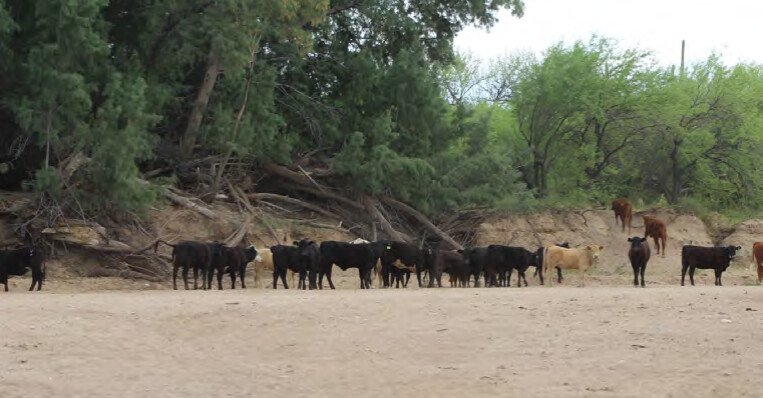 Unauthorized livestock grazing middle Gila River