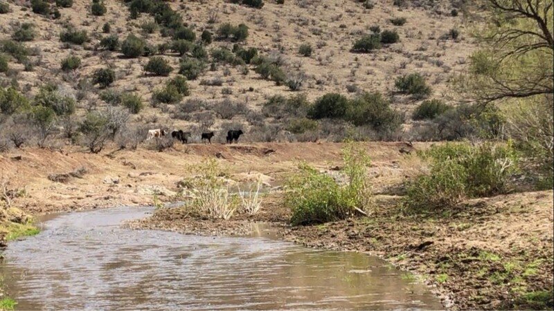 Lawsuit Expands Challenge to Damaging Grazing in Agua Fria National Monument in Arizona - Vimarsana News