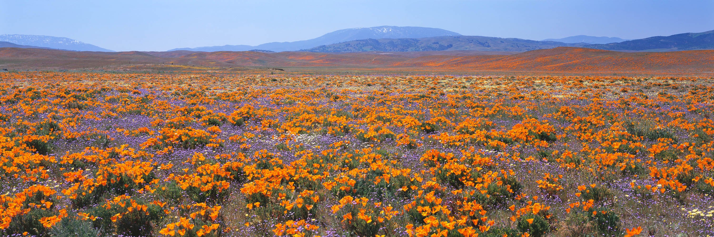 Judge Deals Another Blow to Tejon Ranchcorp Project - Vimarsana News