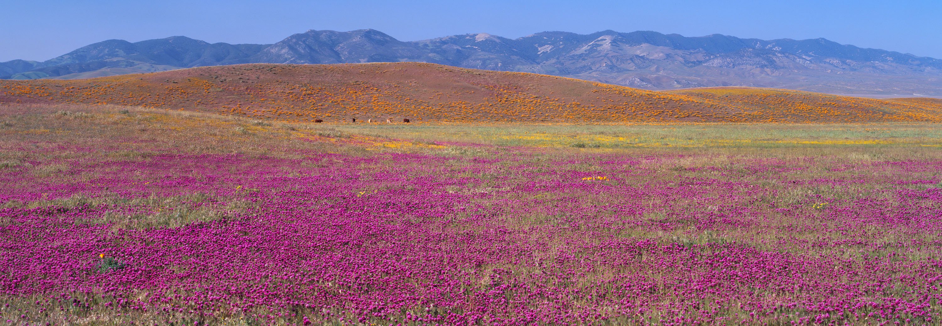 California Judge Revives Lawsuit Against Controversial Tejon Ranchcorp Development - Vimarsana News