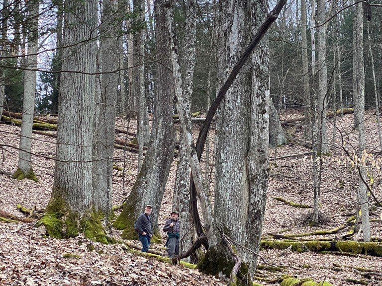 Forest Service Plans First National Rule to Protect Mature, Old-Growth Trees, Forests - Vimarsana News