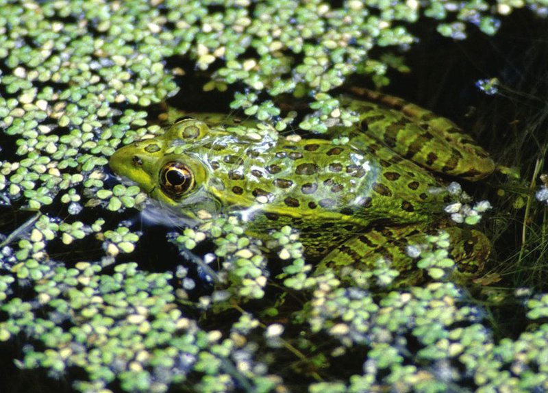 Chiricahua leopard frog