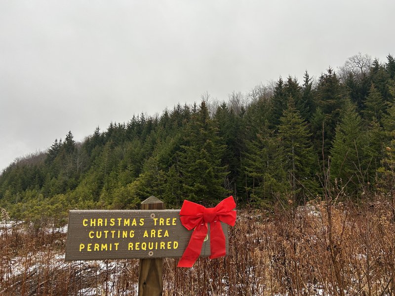 RSChristmas-trees-Monongahela-JW-Glass-FPWC