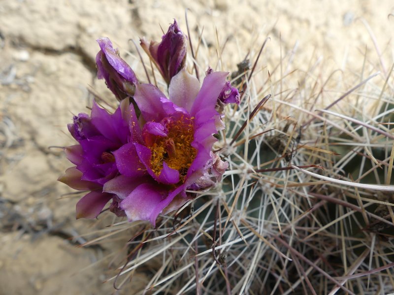 RSClover's-cactus-Zacarias-Carlson-FPWC