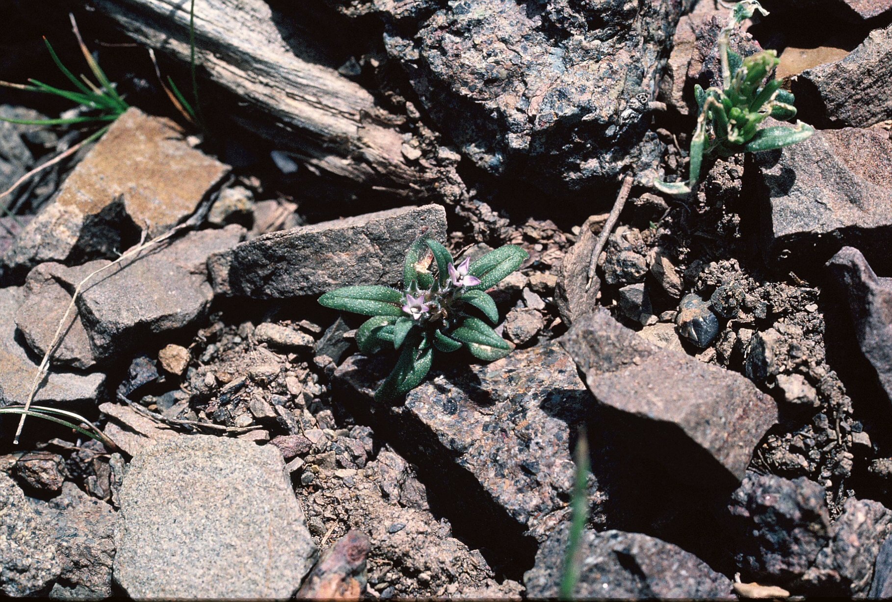 Endangered Species Protection Sought for Vanishing Great Basin Flower – Center for Biological Diversity