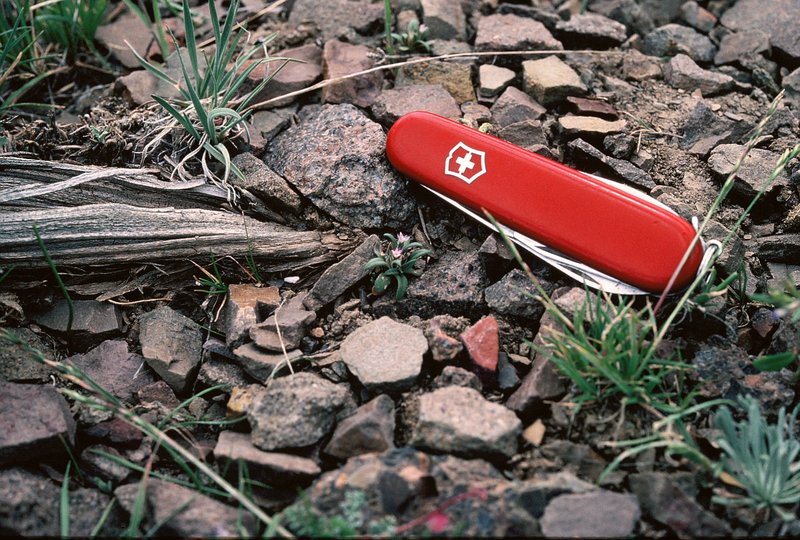 RSCollomia-renacta-1983-Pequops-Elaine-Joyal-02