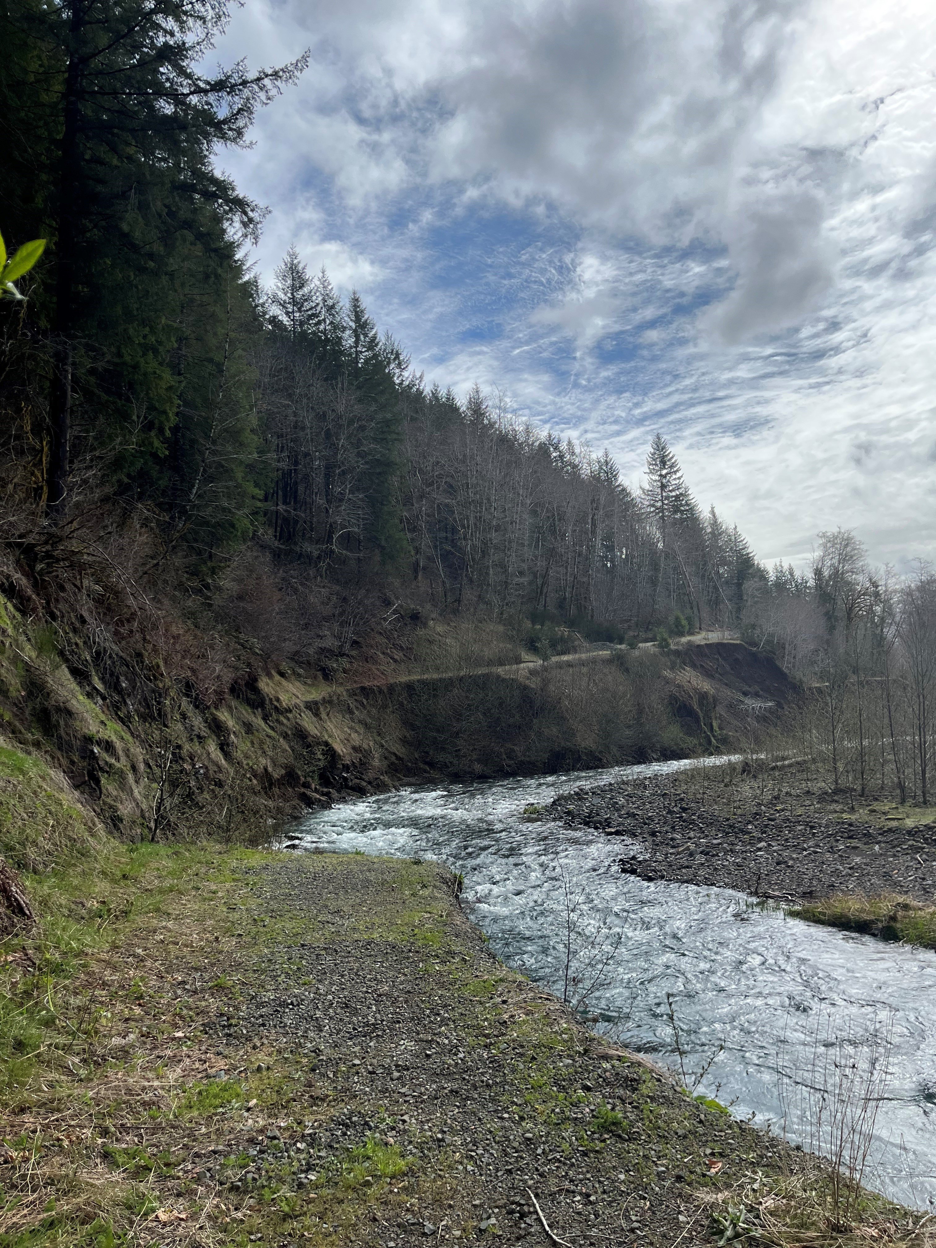 Letter Calls on Gov. Kotek to Protect Old-Growth Forests, Cook Creek Watershed - Vimarsana News
