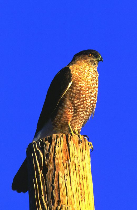 Cooper's Hawk