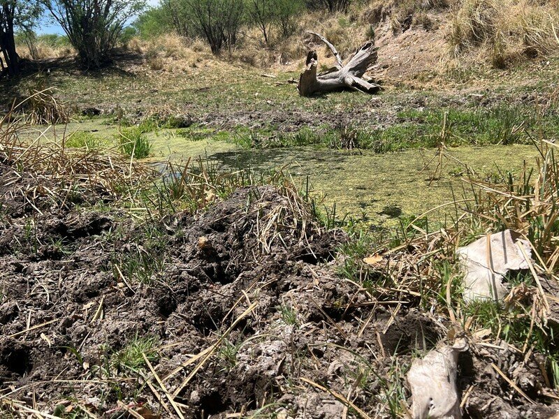 Cow skull in Las Cienegas NCA