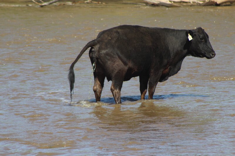 Cow urinating